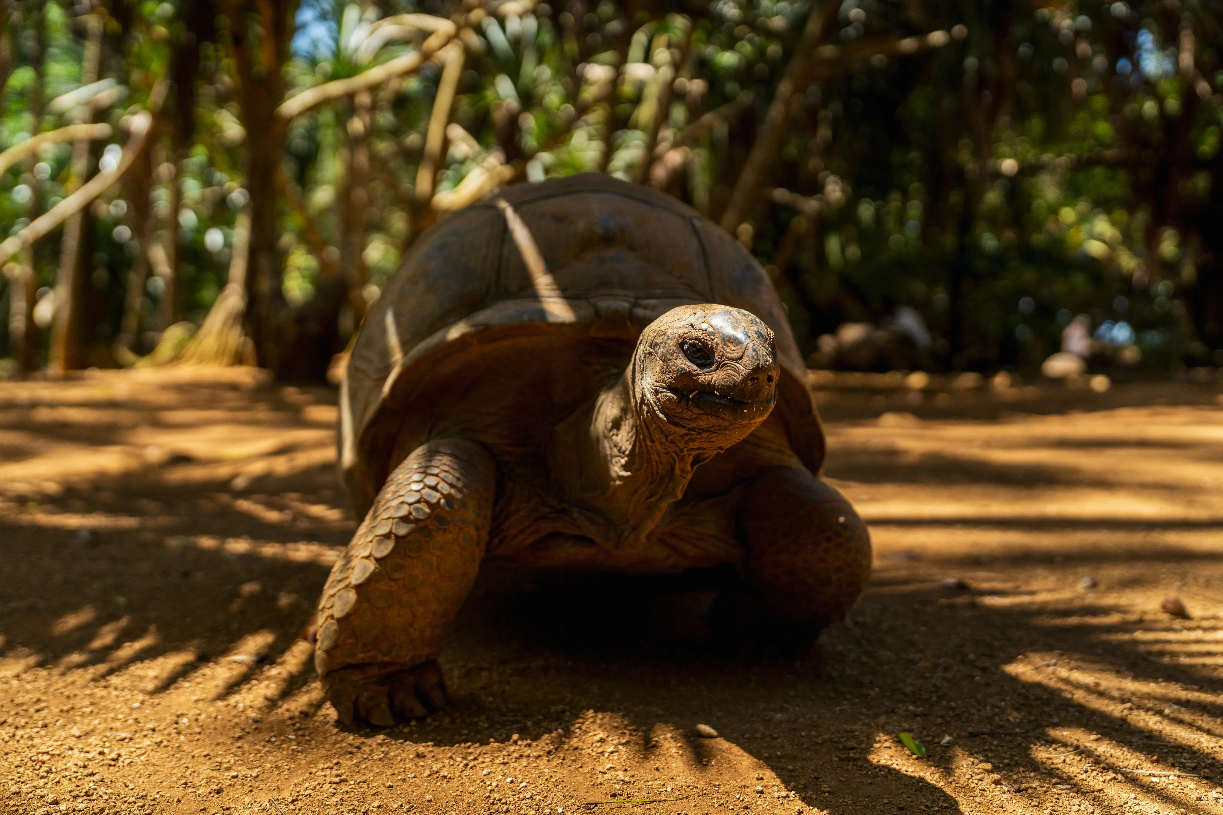 Tortue géante d'Aldabra