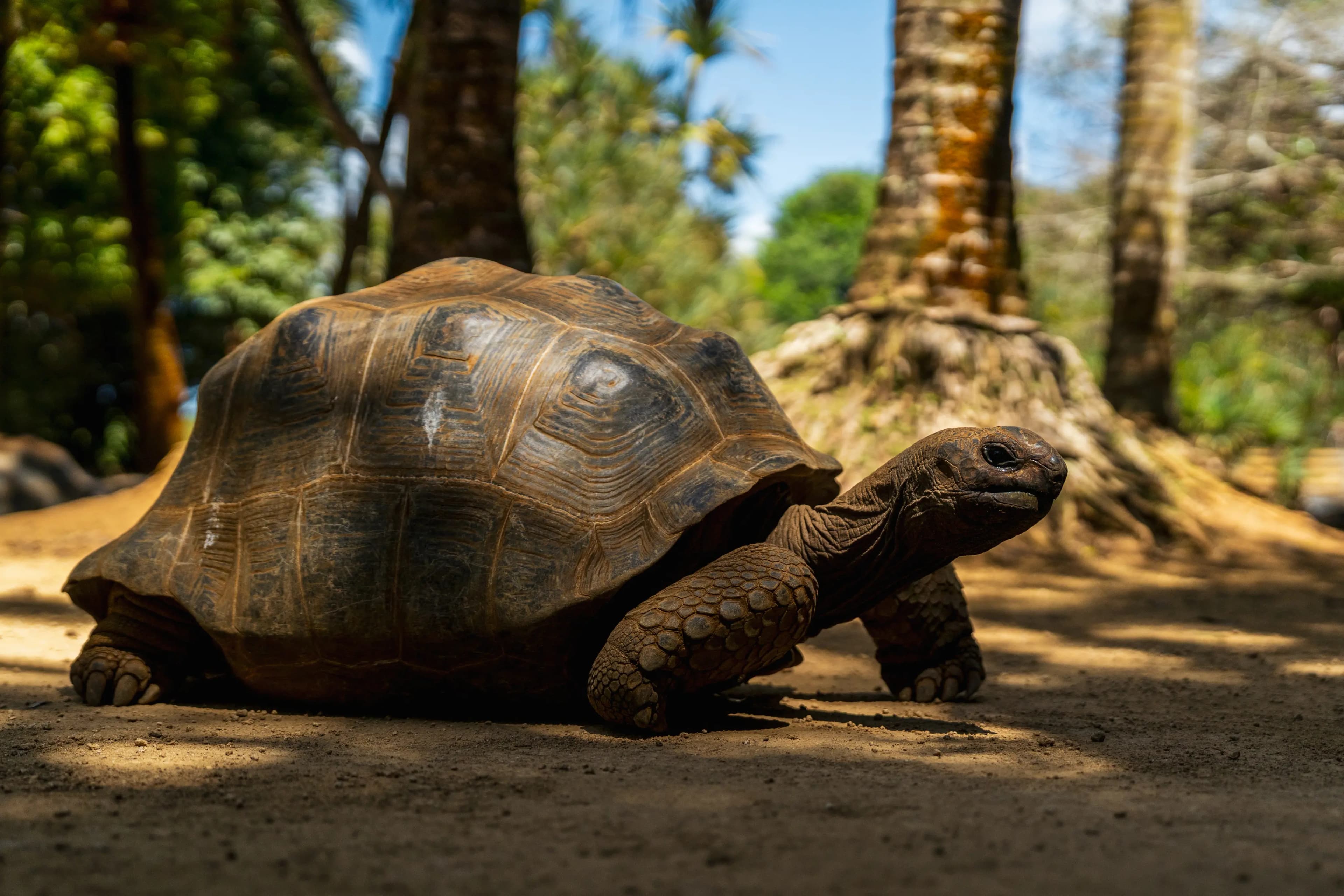 Tortue géante d'Aldabra