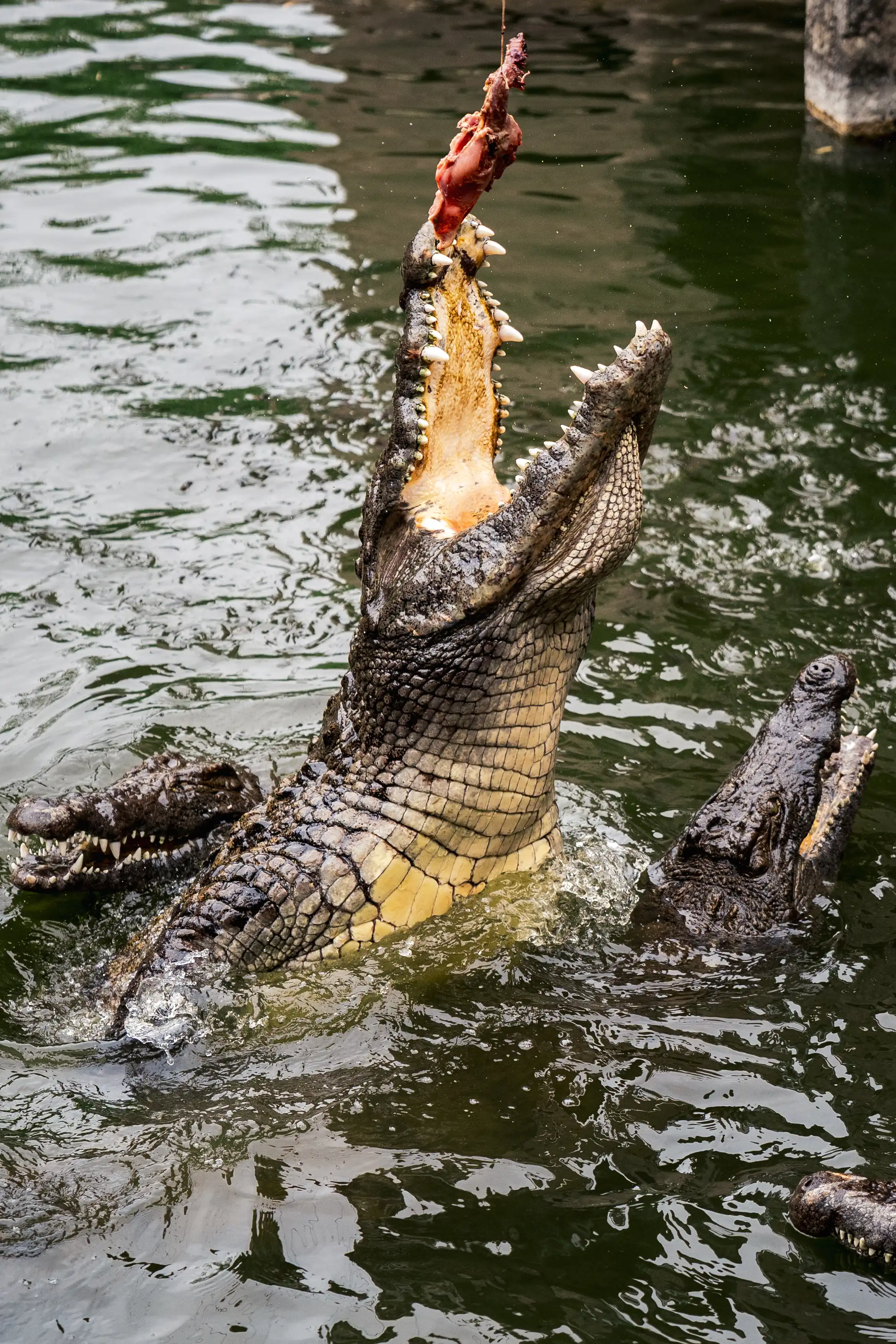 Crocodiles Feeding image