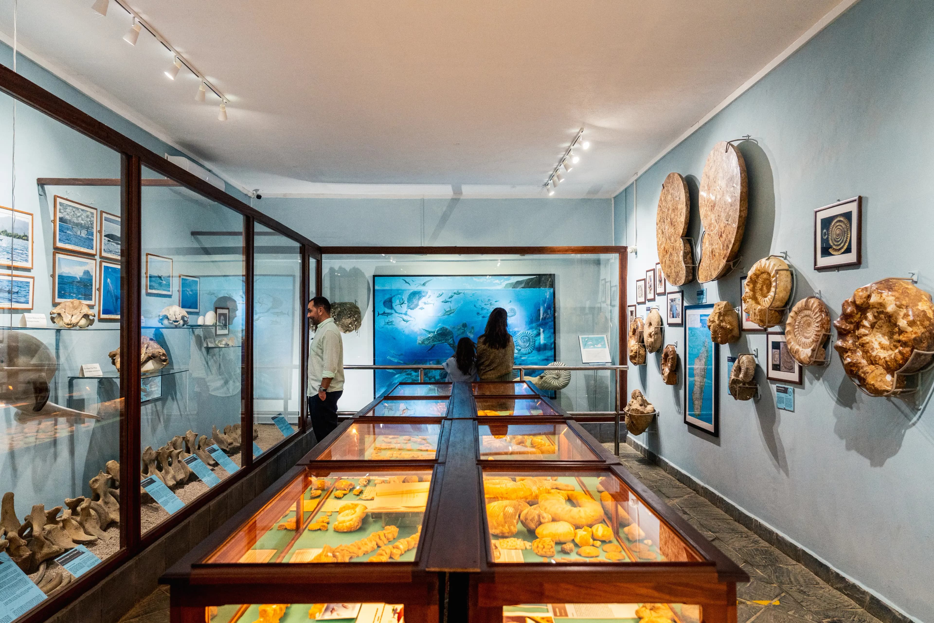 Musée des fossiles